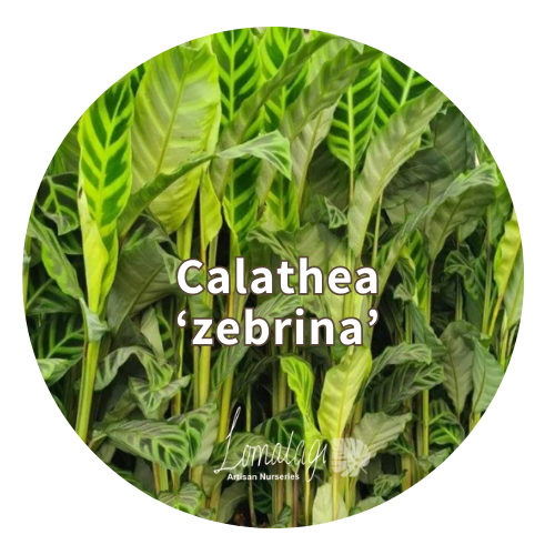 Calathea Species