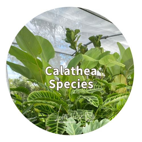 Calathea Species