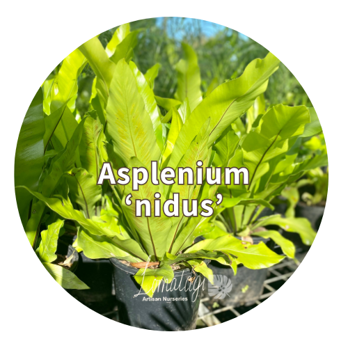 Asplenium nidus
