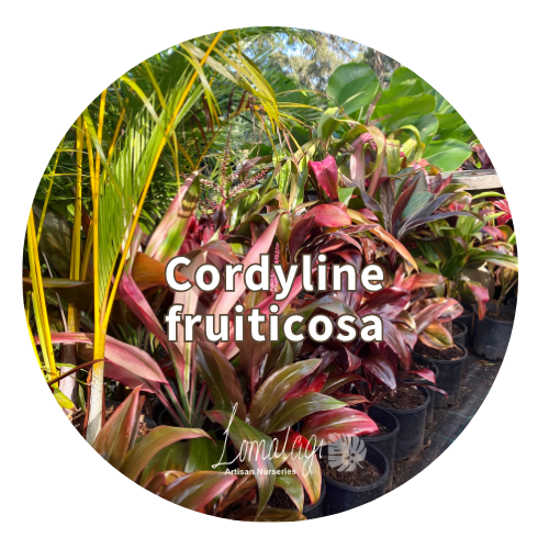 Cordyline fruiticosa