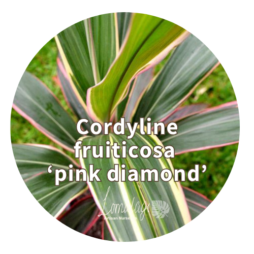 Cordyline fruiticosa