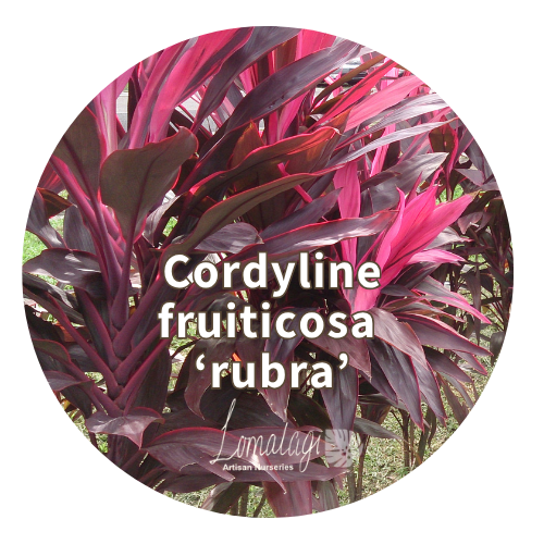 Cordyline fruiticosa