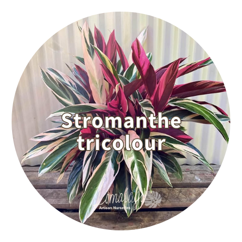 Stromanthe tricolour