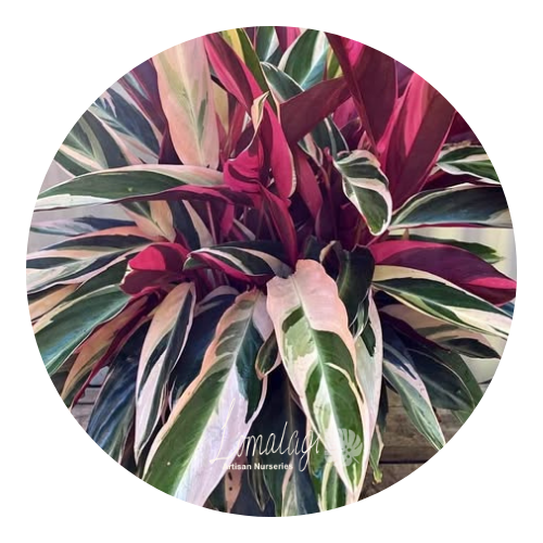 Stromanthe tricolour