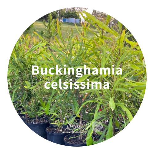 Buckinghamia celsissima