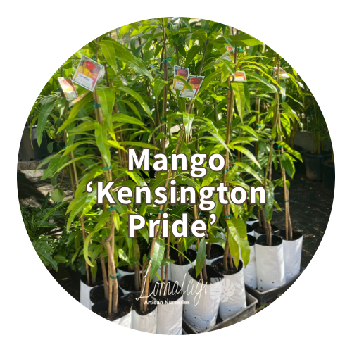 Kensington Pride Mango