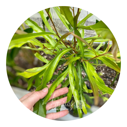 Buckinghamia celsissima