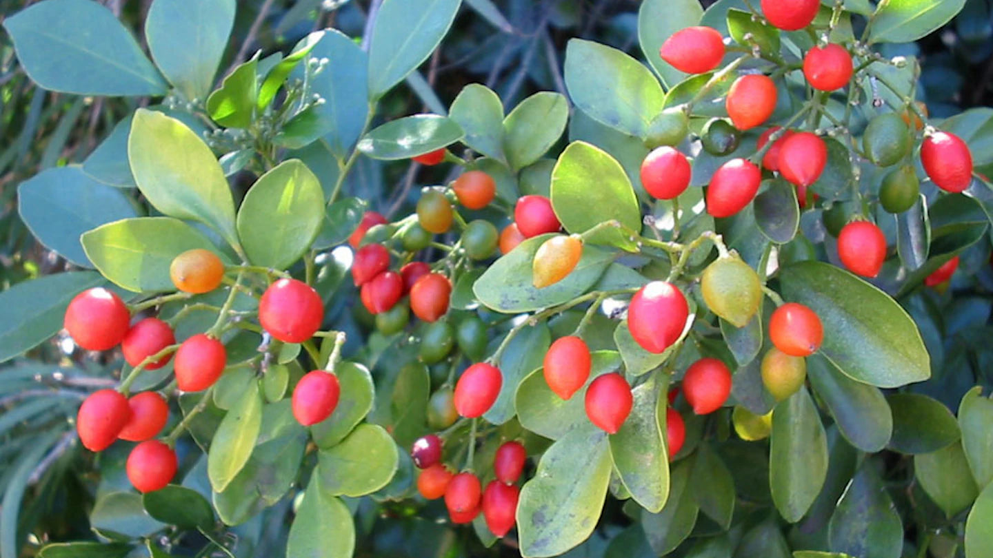 Murraya paniculata
