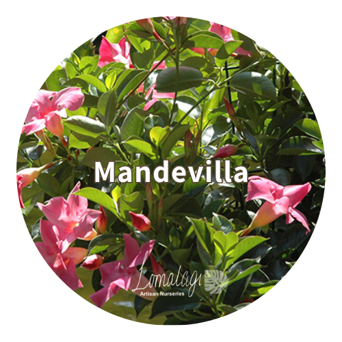 Mandevilla