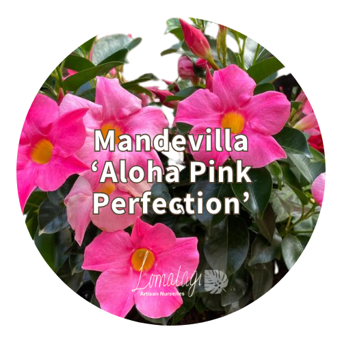 Mandevilla