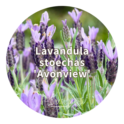 Lavender (Lavandula)