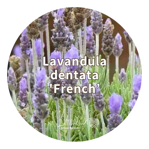 Lavender (Lavandula)