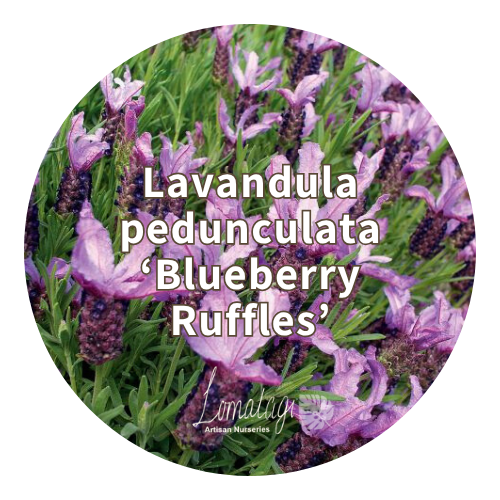 Lavender (Lavandula)