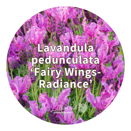 Lavender (Lavandula)