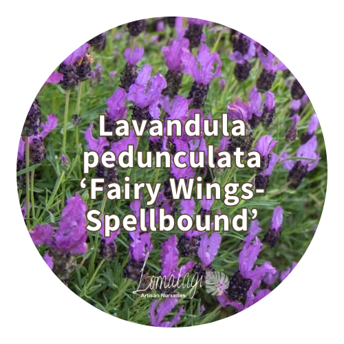 Lavender (Lavandula)