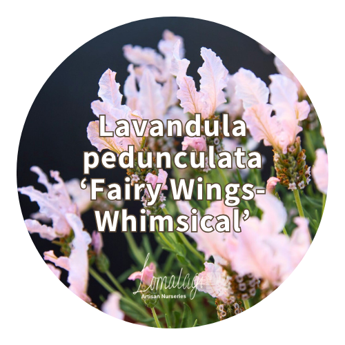 Lavender (Lavandula)