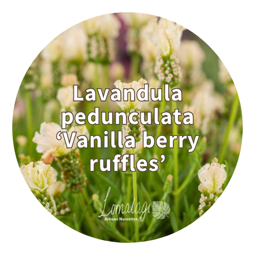 Lavender (Lavandula)