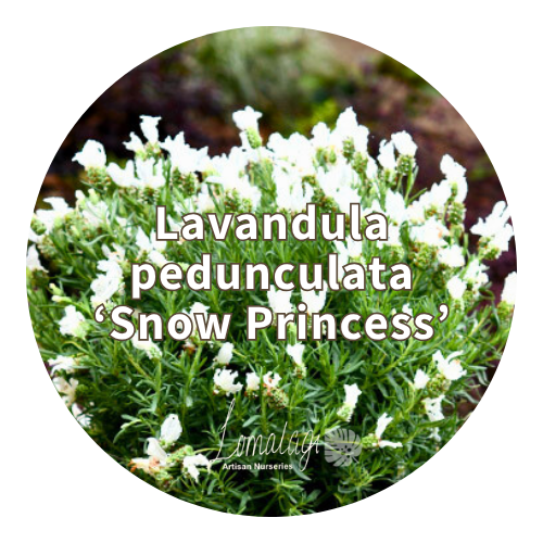 Lavender (Lavandula)