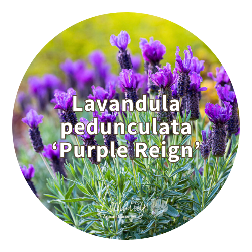 Lavender (Lavandula)