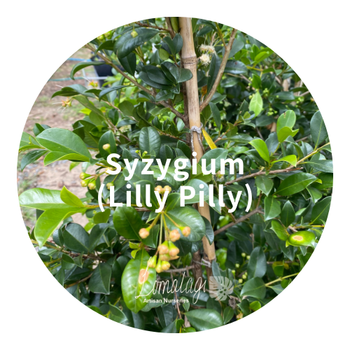 Syzygium (Lilly Pilly)
