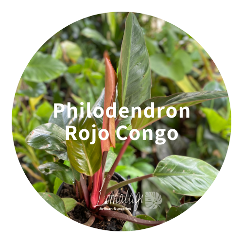 Philodendron