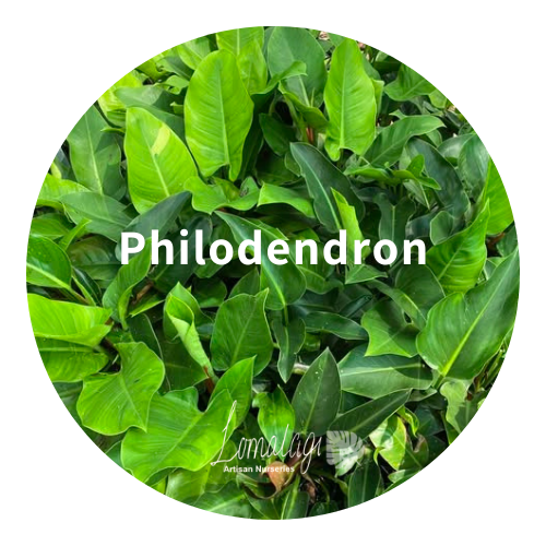 Philodendron