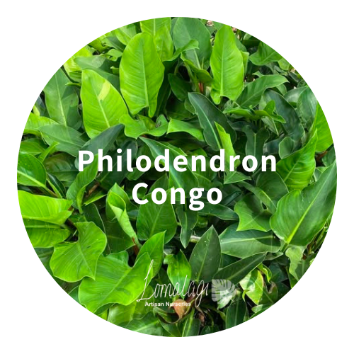 Philodendron