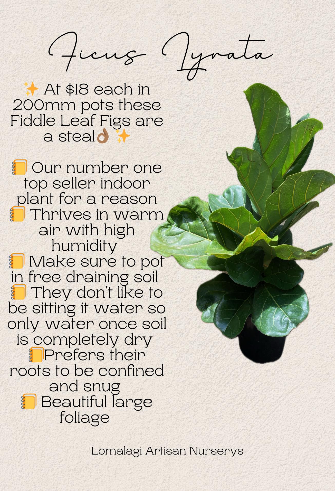 Ficus Lyrata