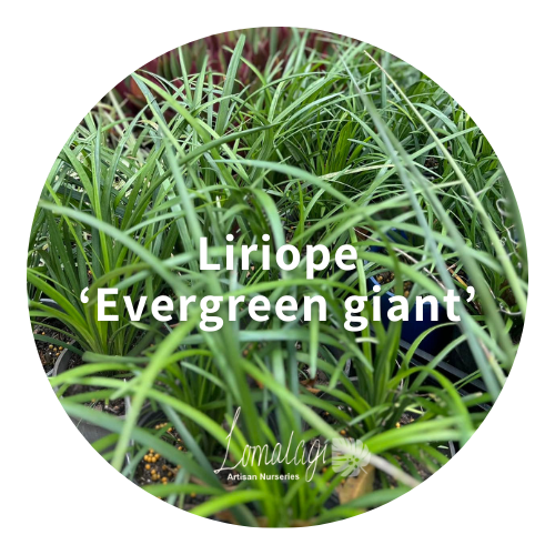 Liriope Evergreen Giant