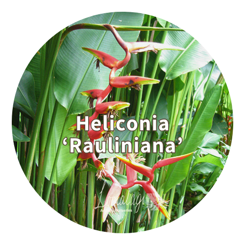 Heliconia