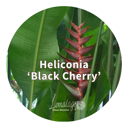 Heliconia