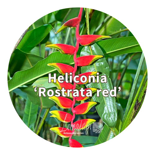 Heliconia