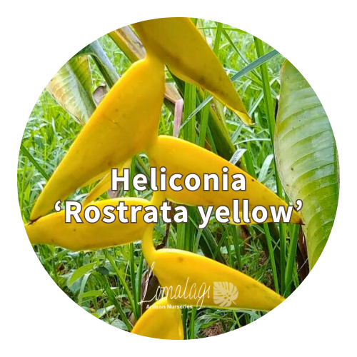Heliconia