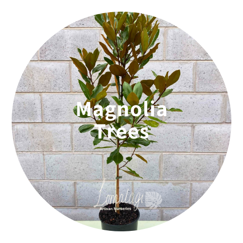 Magnolia