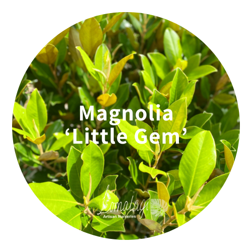 Magnolia