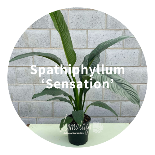 Spathiphyllum