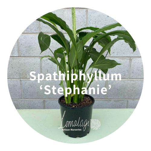 Spathiphyllum