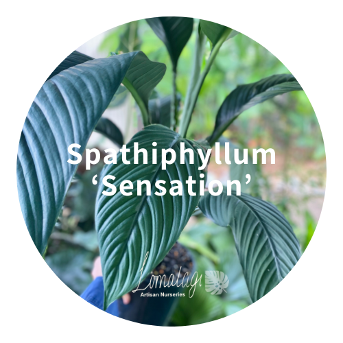 Spathiphyllum