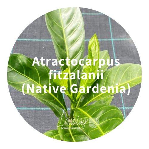 Atractocarpus fitzalanii (Native Gardenia)