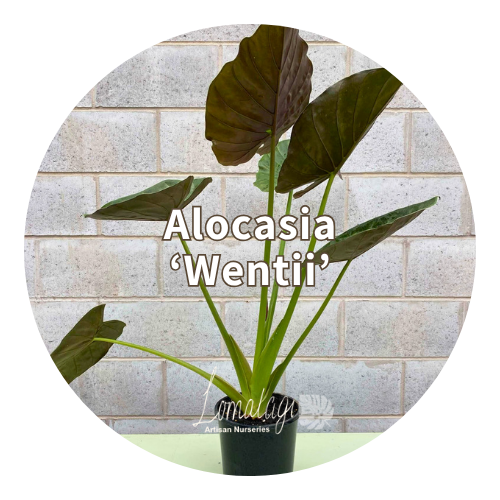 Alocasia