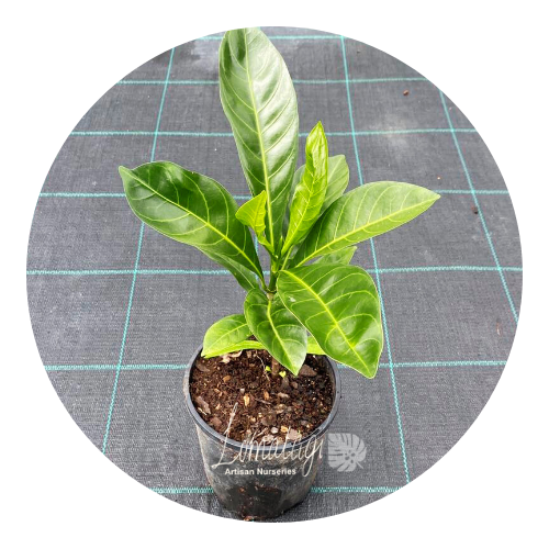 Atractocarpus fitzalanii (Native Gardenia)