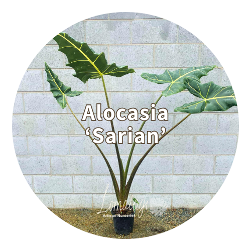Alocasia