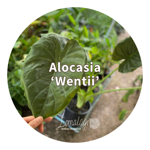 Alocasia