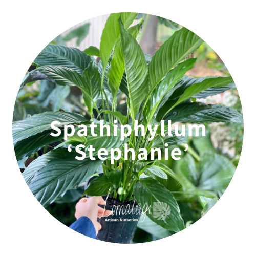 Spathiphyllum