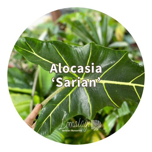 Alocasia