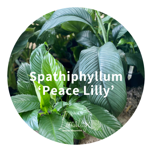 Spathiphyllum