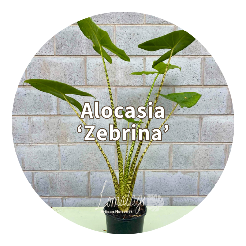 Alocasia
