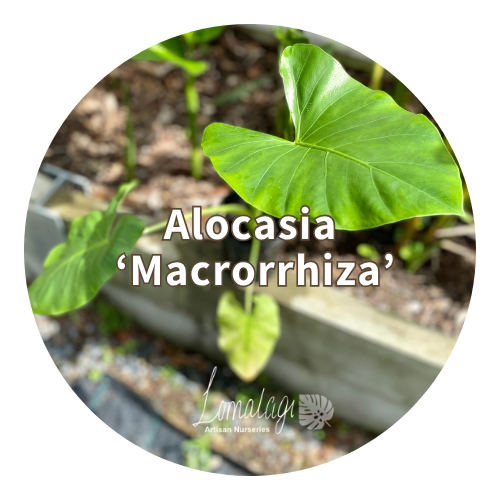 Alocasia