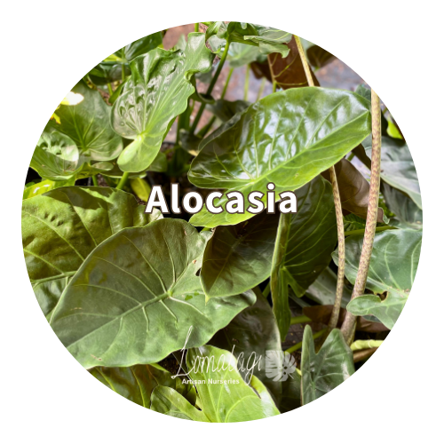 Alocasia