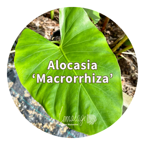 Alocasia